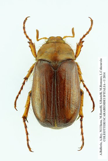 Rhizotrogus romanoi, maschio